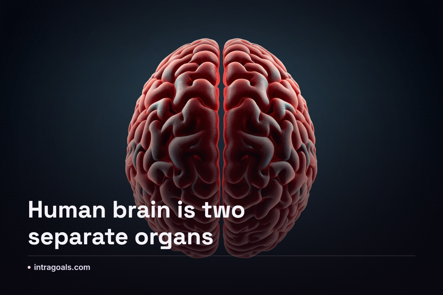 Stanford Study Suggests Human Brain Functions as Two Distinct Organs
